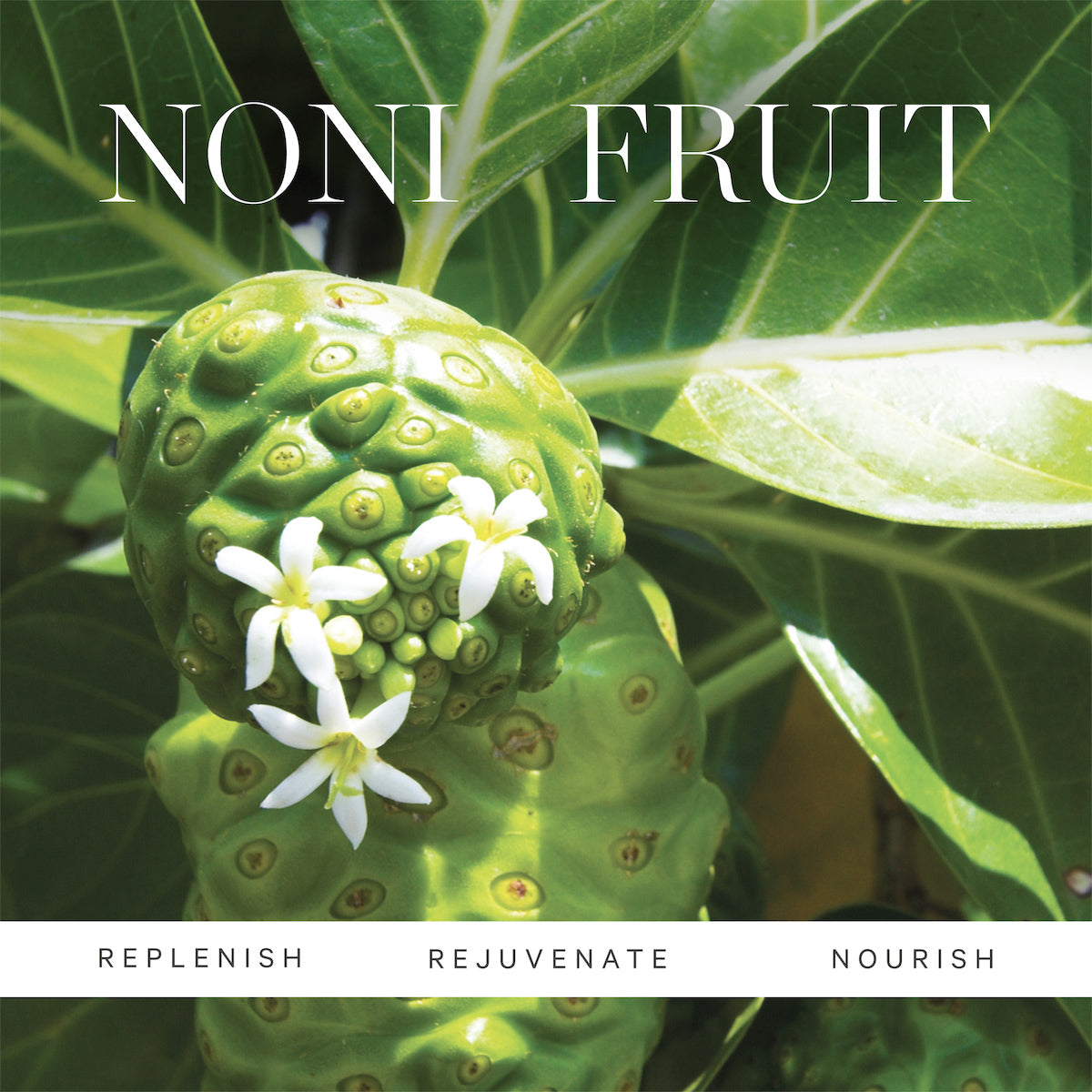 Noni Radiant Eye Oil